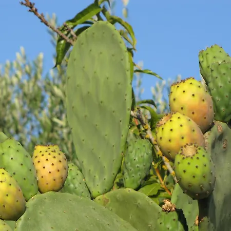 Trullo Caliandro * Martina Franca